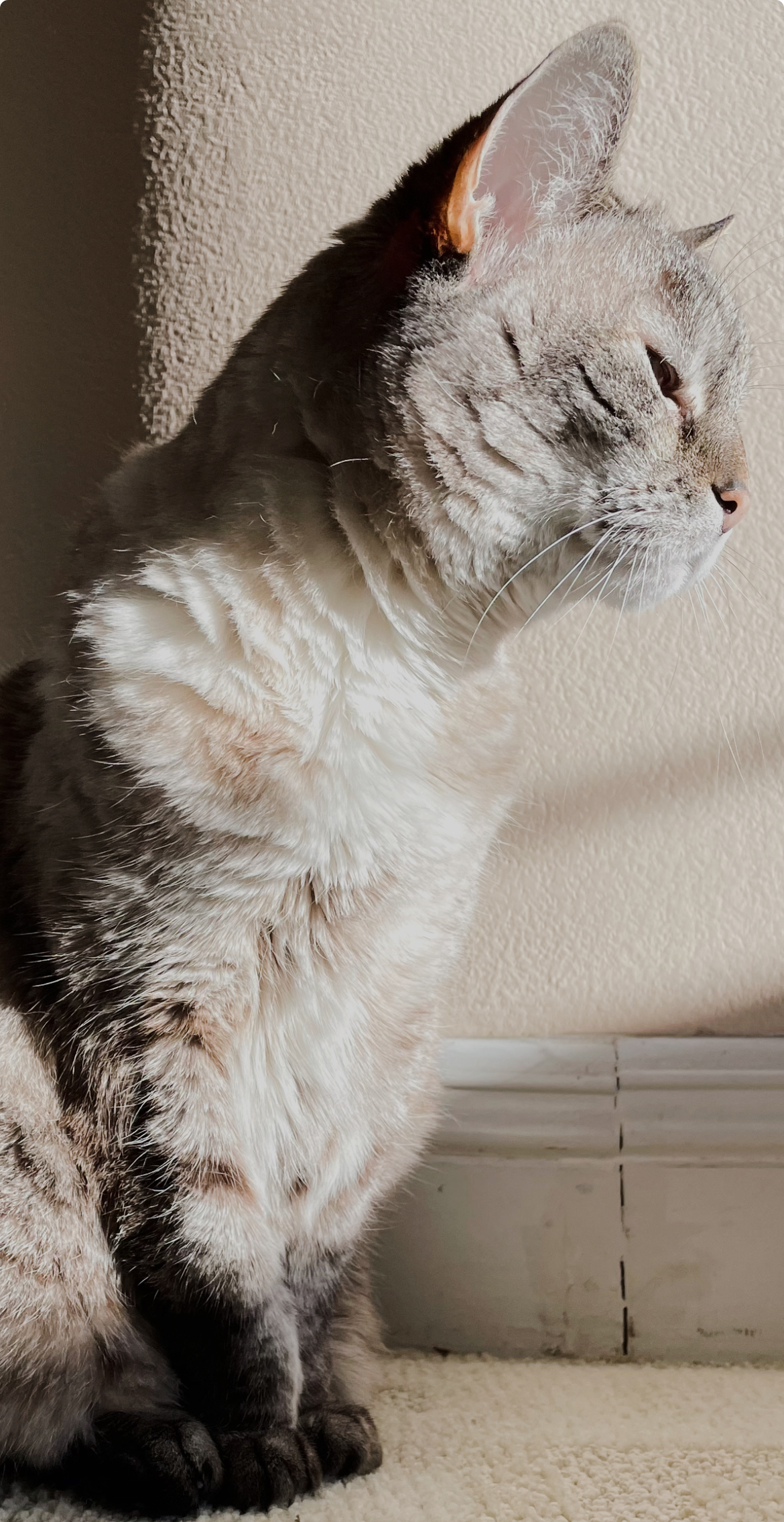 A portrait of my cat, Leia